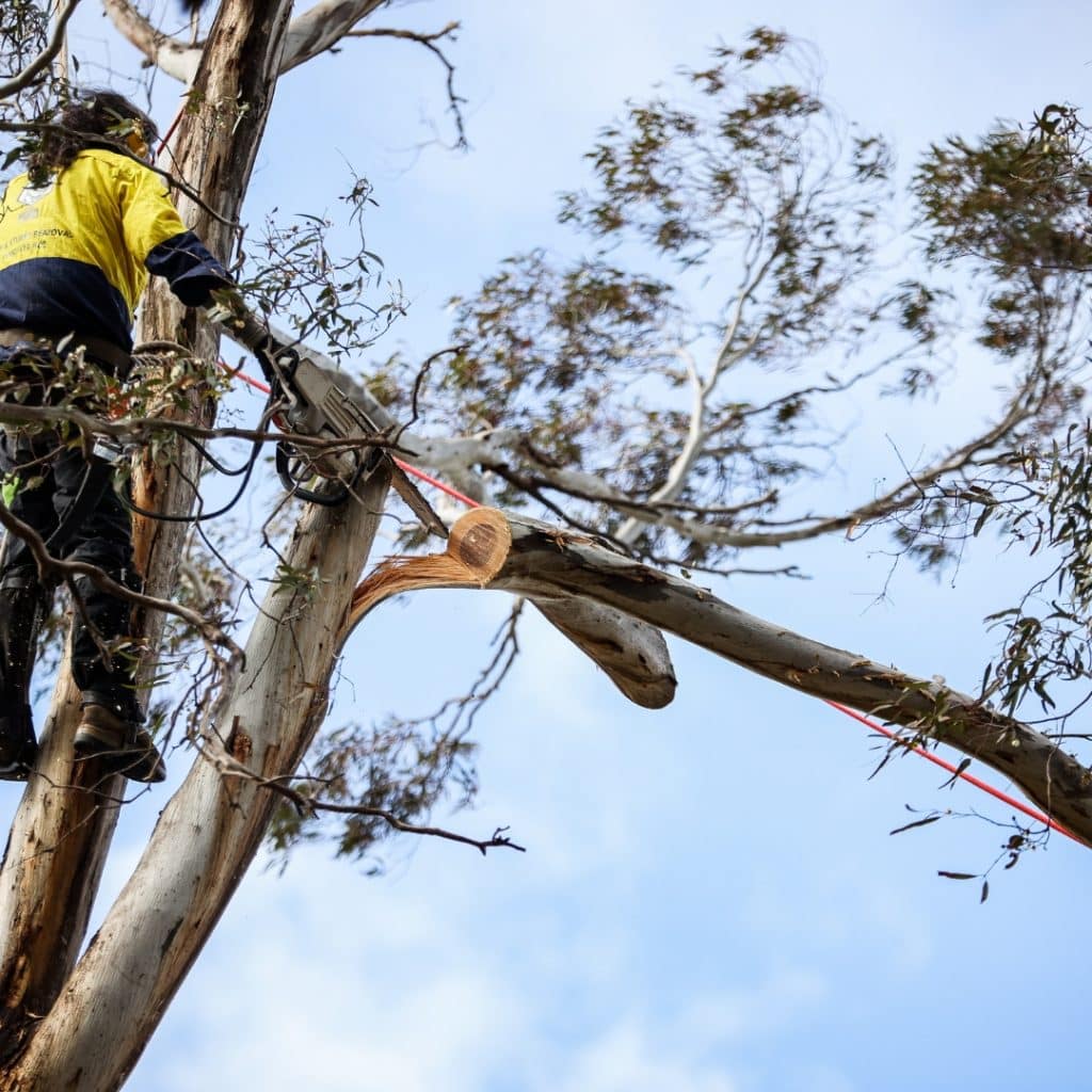 Tree Lopping Services Australia - Certified Arborists - The Yard