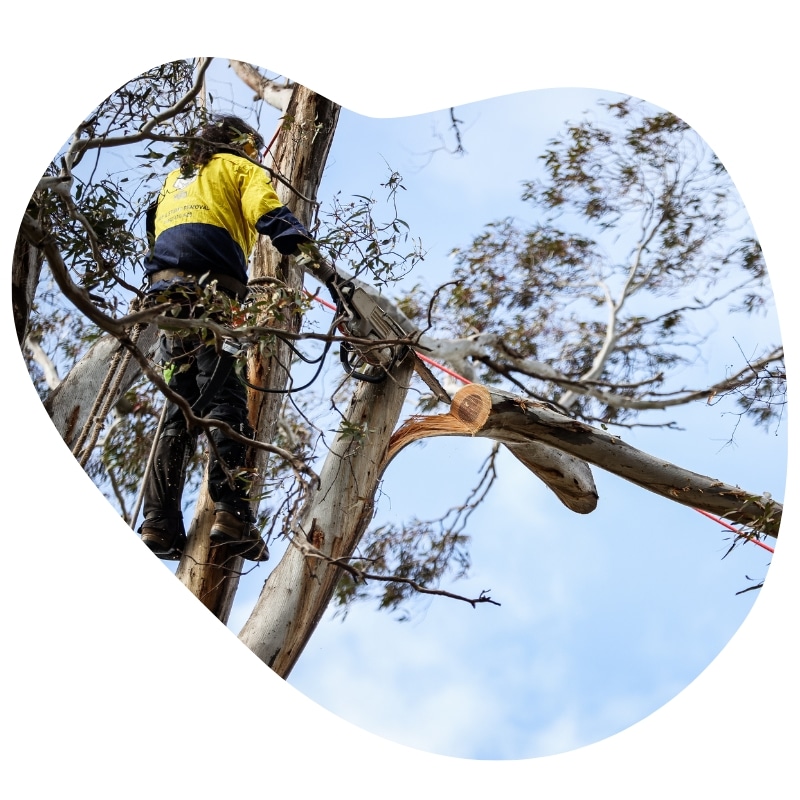 Tree Lopping Services Australia - Certified Arborists - The Yard